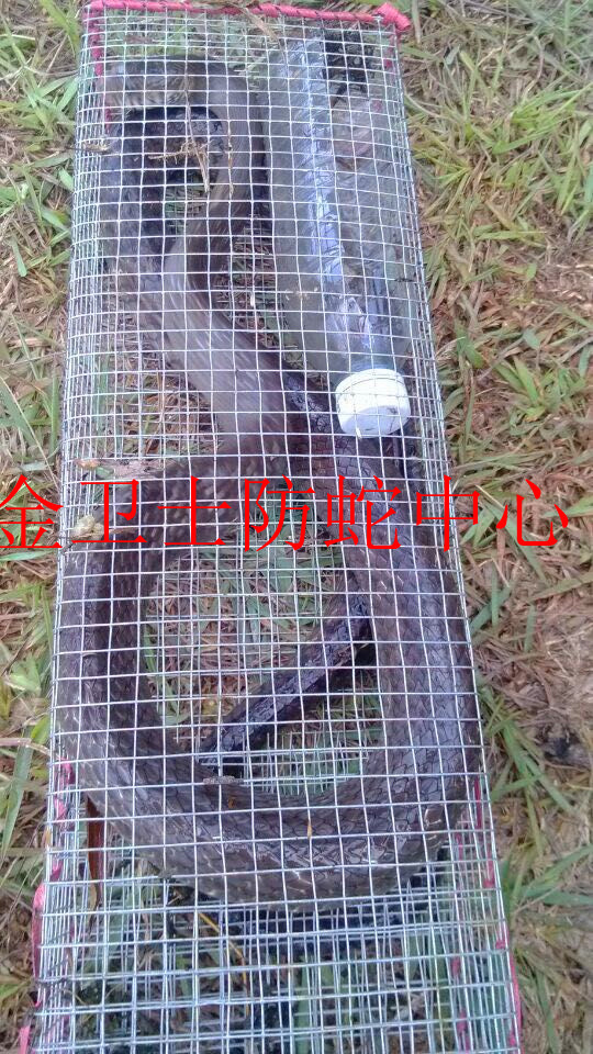 捕蛇�?(2).jpg