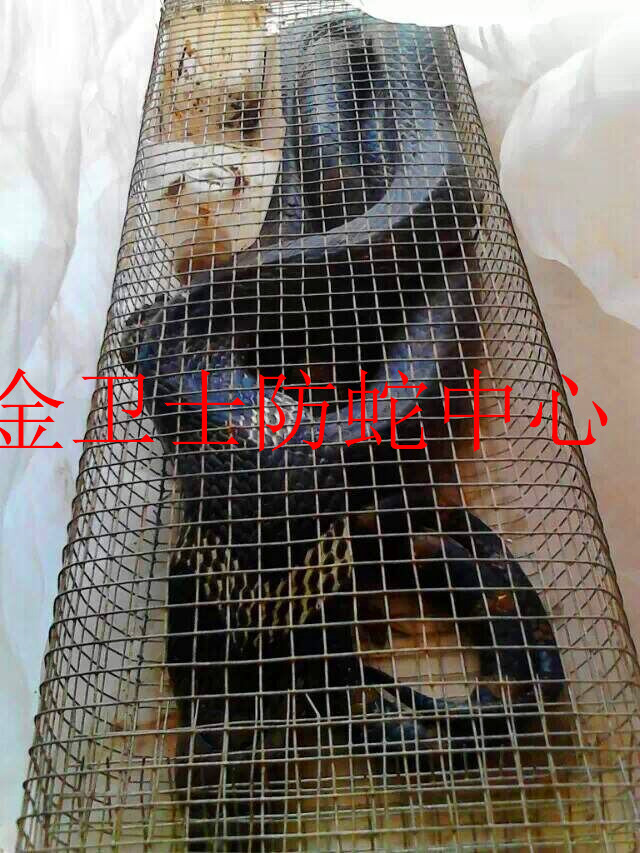 捕蛇�?(15).jpg