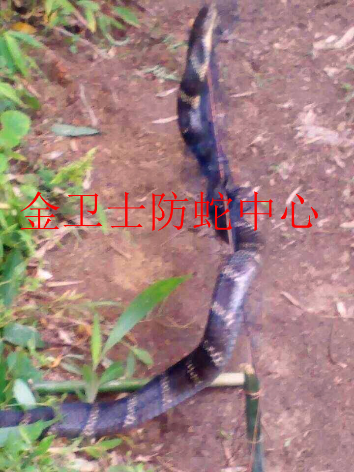 捕蛇�?(11).jpg